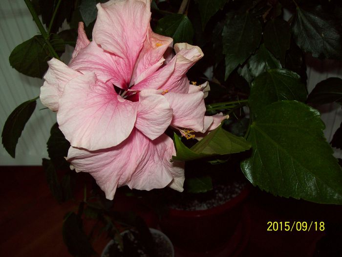 103_5225 - Hibiscusi 2015