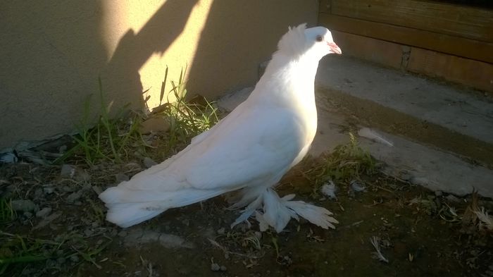 WP_20150922_005 - Pui 2015