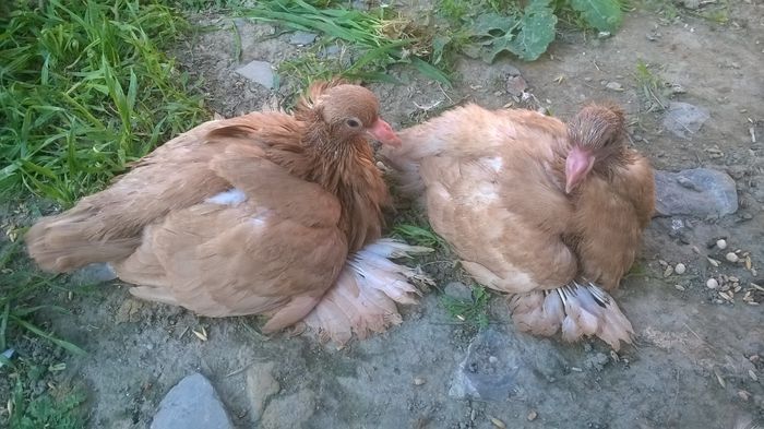 Ne-am coborât la nivelul celorlalți :) - Pui 2015