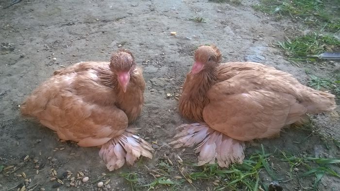 WP_20150922_009 - Pui 2015