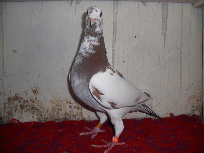 M RO-0956500-2014 Meulemans