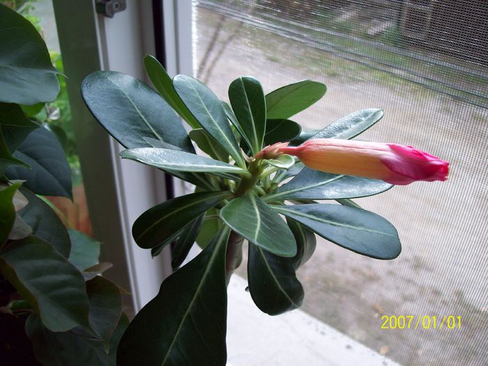 Bobocel de adenium