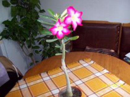 Adenium inflorit