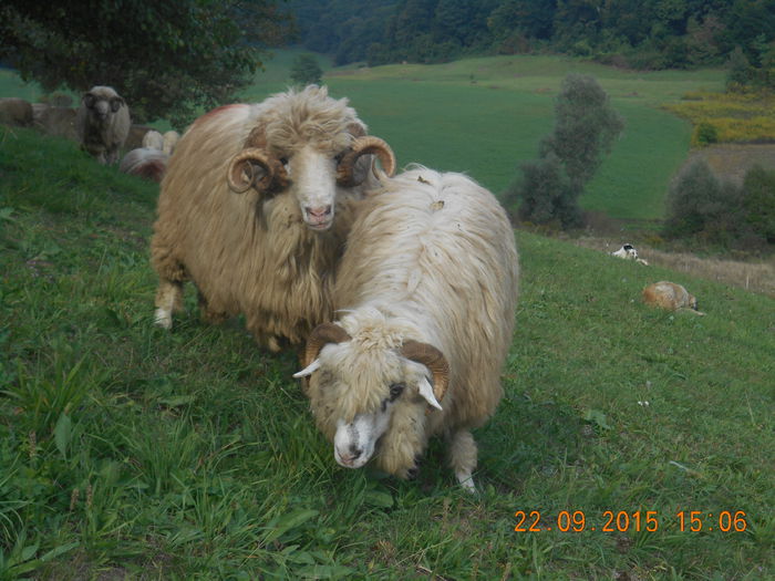 Picture 056 - Turcana-Alba 2015
