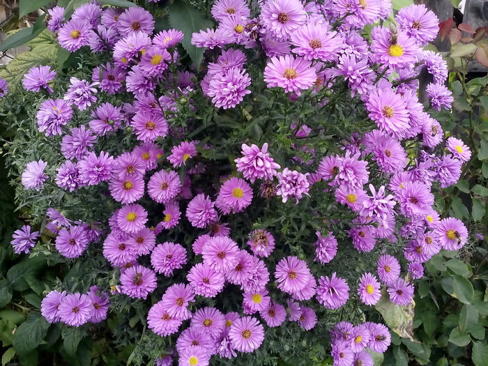 IMG_20150923_144224 - 2015 Flori in  gradina