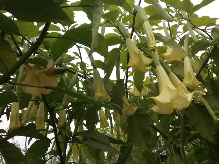 Charles Grimaldi - 2015 Brugmansia