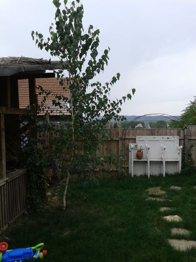 Rusine dianadia!Aceste nu este BETULA PENDULA!