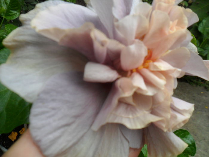SAM_0437 - hibiscusi 2015-7