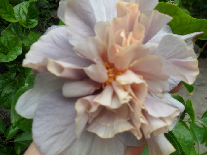 SAM_0436 - hibiscusi 2015-7