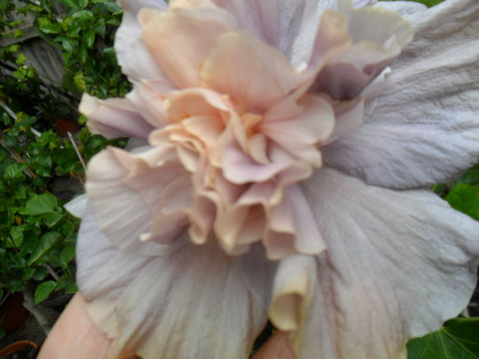 SAM_0434 - hibiscusi 2015-7