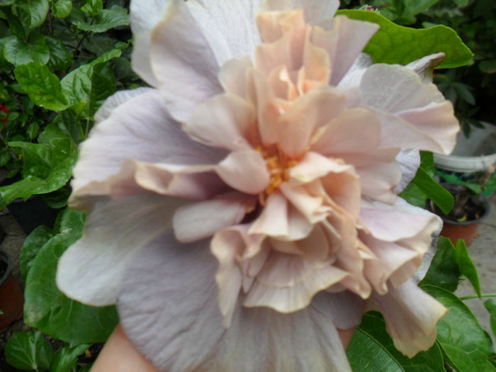 SAM_0433 - hibiscusi 2015-7