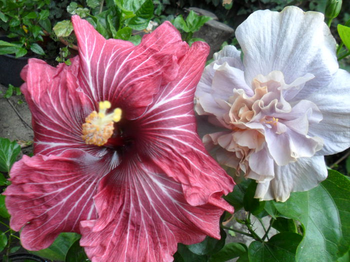 SAM_0431 - hibiscusi 2015-7