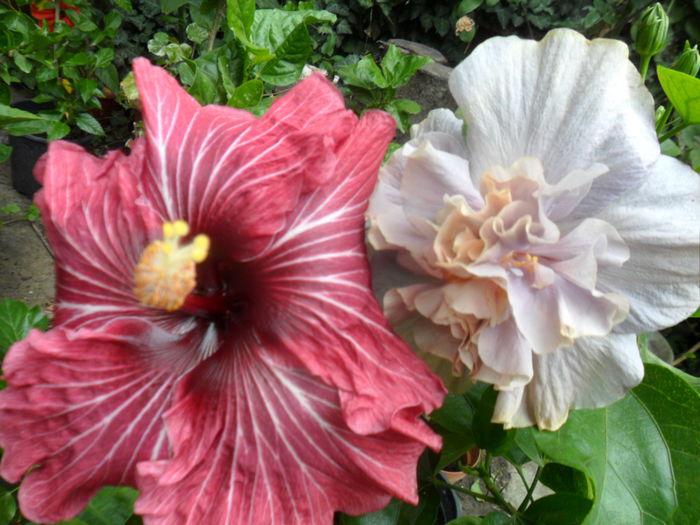 SAM_0430 - hibiscusi 2015-7