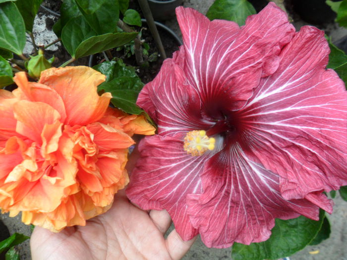 SAM_0427 - hibiscusi 2015-7