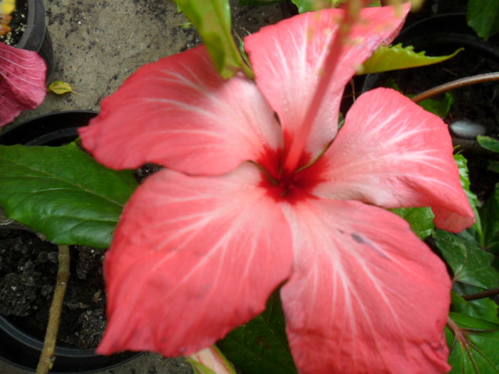 SAM_0422 - hibiscusi 2015-7