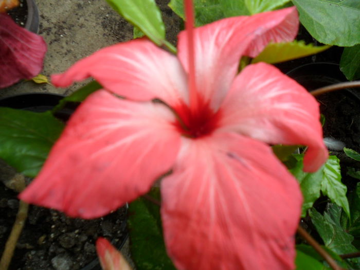 SAM_0421 - hibiscusi 2015-7