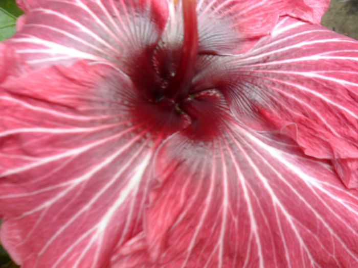 SAM_0416 - hibiscusi 2015-7
