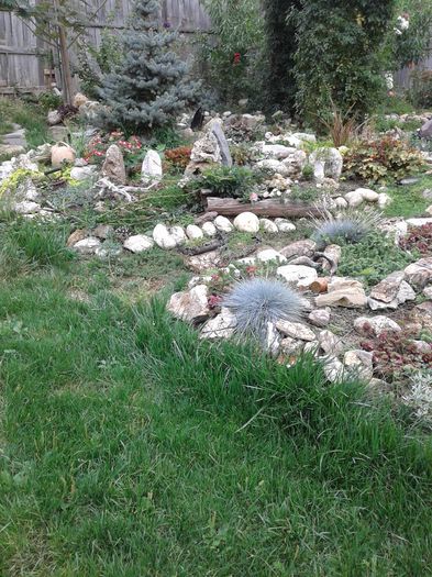 20150921_110411[1] - GRADINA MEA inceputuri