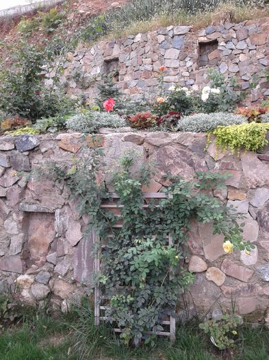 20150921_110351[1] - GRADINA MEA inceputuri