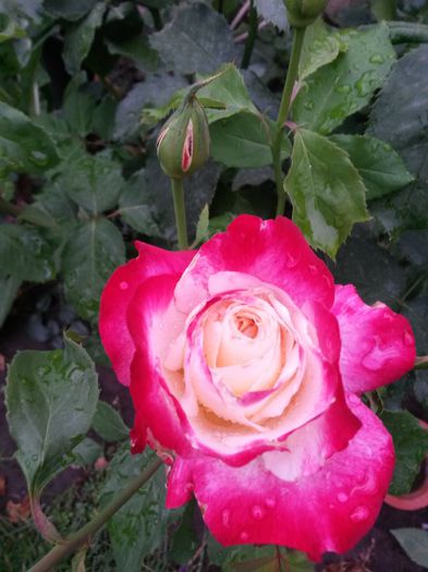 20150713_190742 - 2015 FLORI GRADINA 2