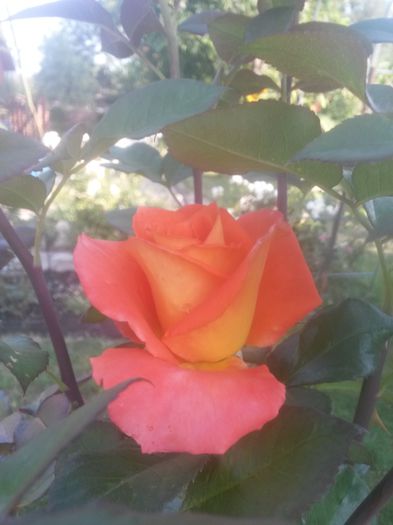 20150718_080131