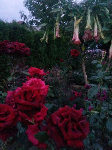 20150920_193057