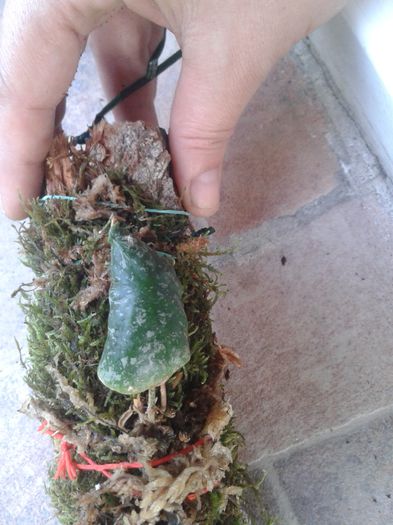 20150923_172029 - hoya imbricata