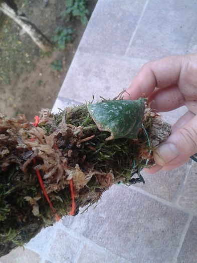 20150923_172040 - hoya imbricata