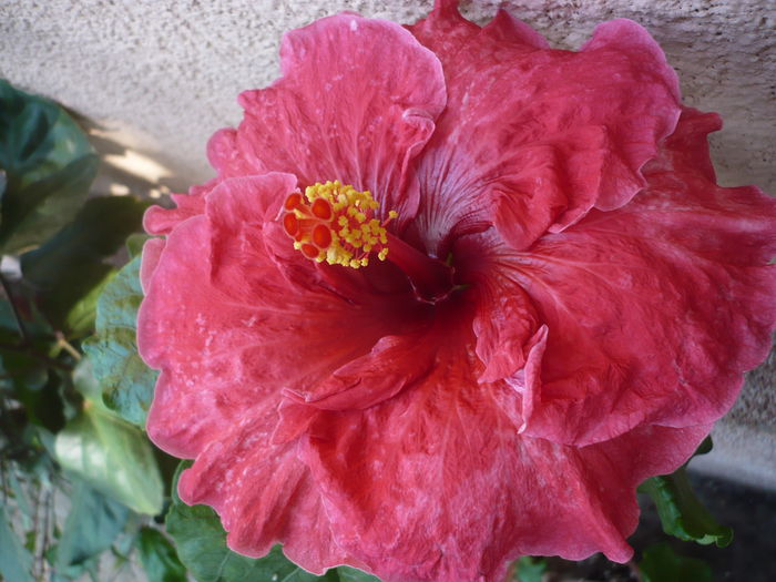 Tahitian Misty Red