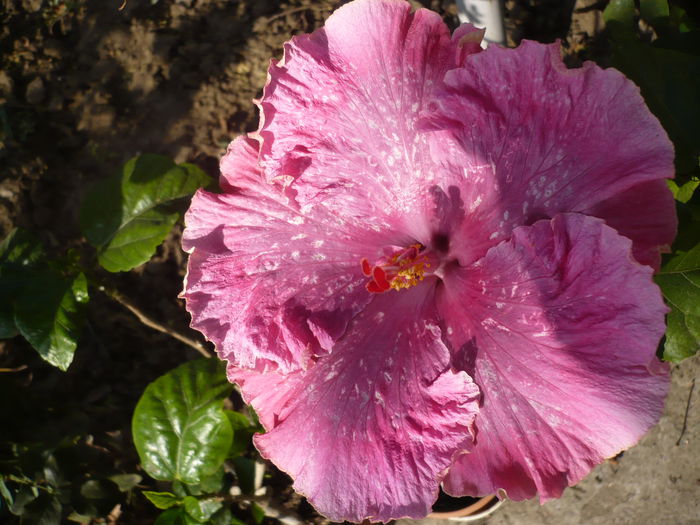 P1240223
