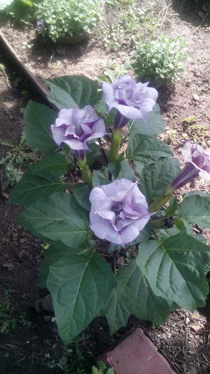 IMG_20150915_124120; Iubit%u0103 mea am salvat una,nu %u0219tiu dac%u0103 va face semin%u021Be!!!
