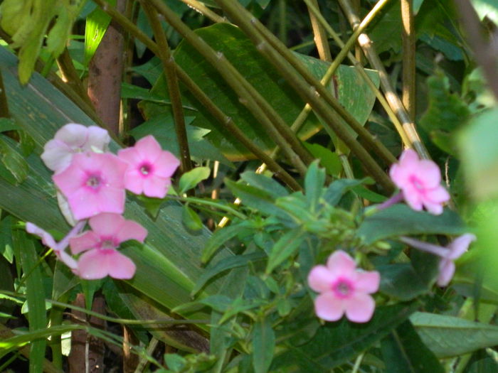 DSCN7913