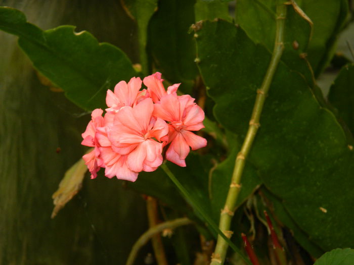 DSCN7923