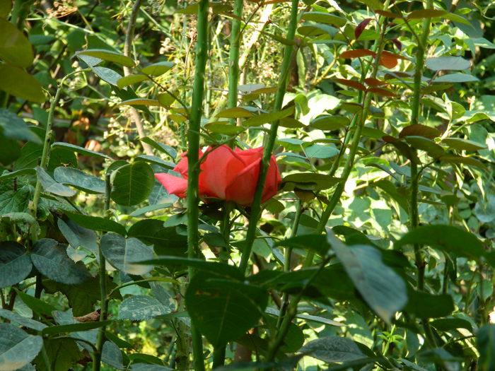 DSCN7931