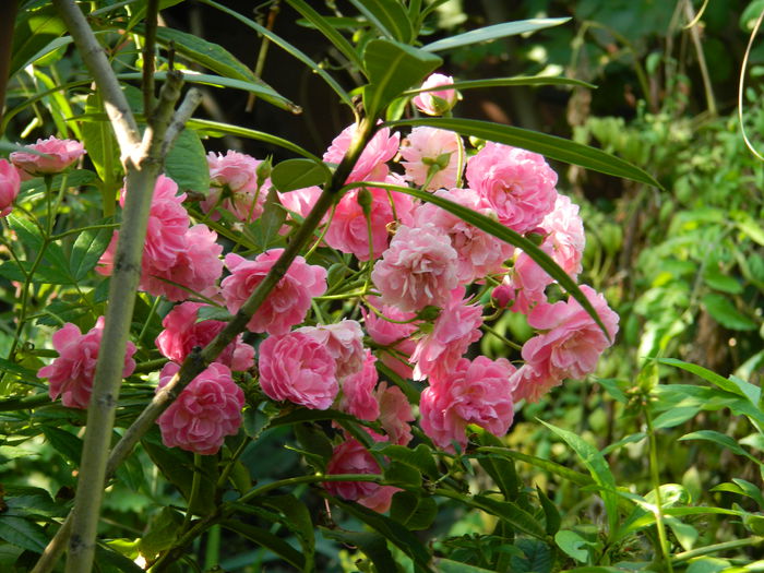 DSCN7951