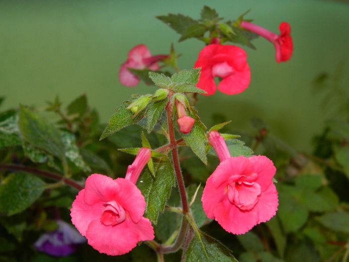 DSCN7956