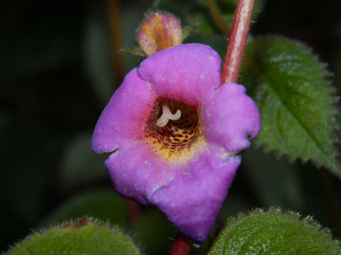 DSCN7957