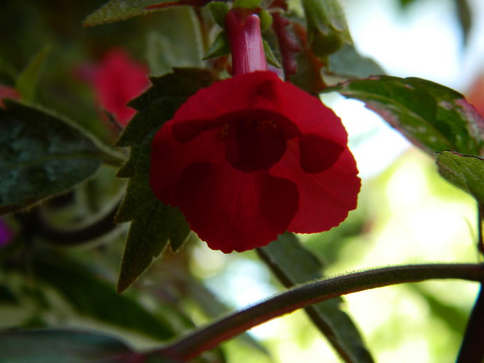 DSCN7962
