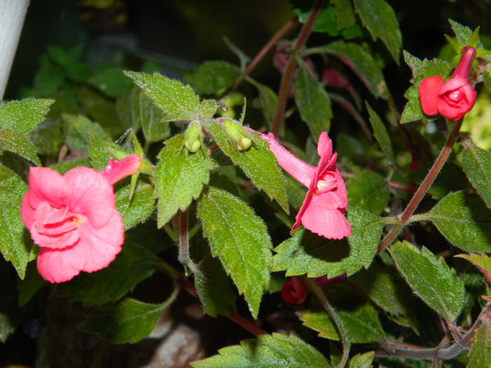 DSCN7963
