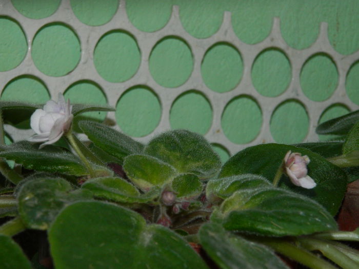 DSCN7965