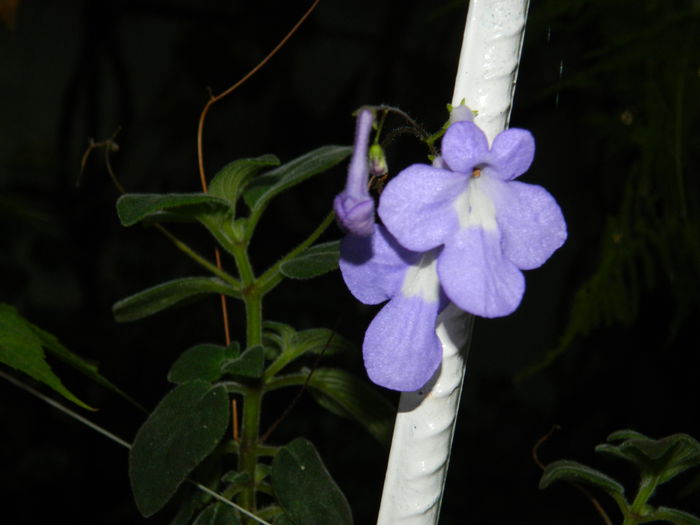 DSCN7972