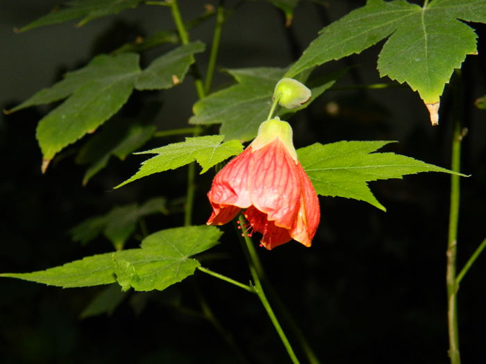 DSCN7973