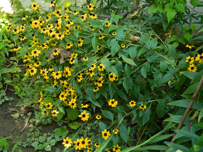DSCN7999