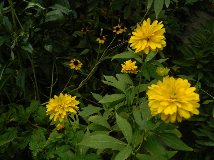DSCN8003