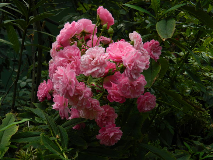 DSCN8004