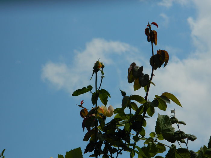 DSCN8008 - 2015_SEPTEMBRIE_3