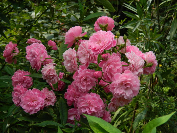 DSCN8014