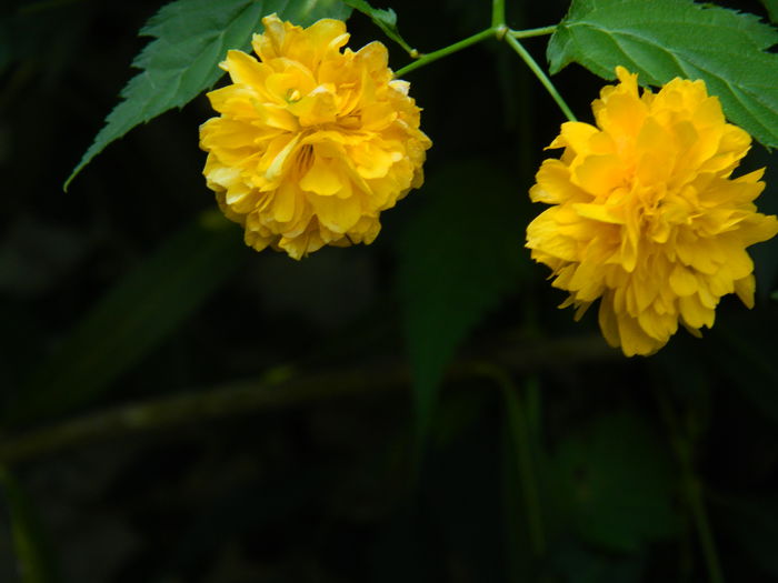 DSCN8021