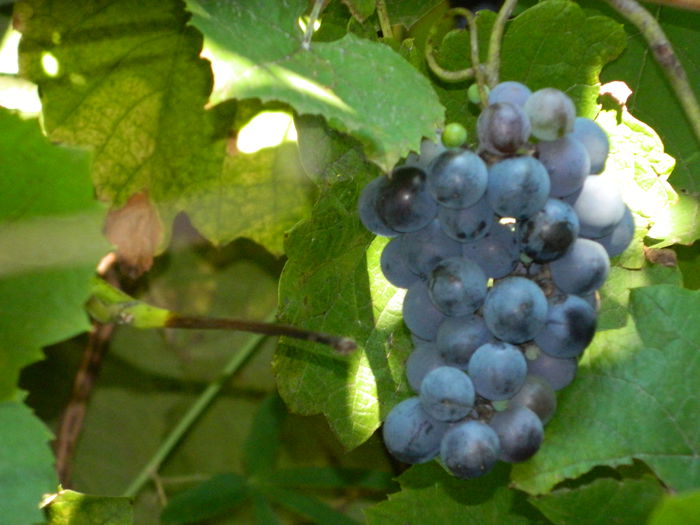DSCN8026