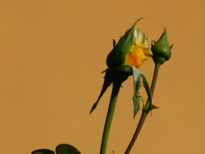 DSCN8039